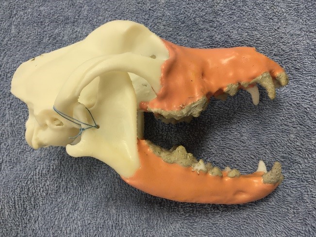 Canine Dental Model